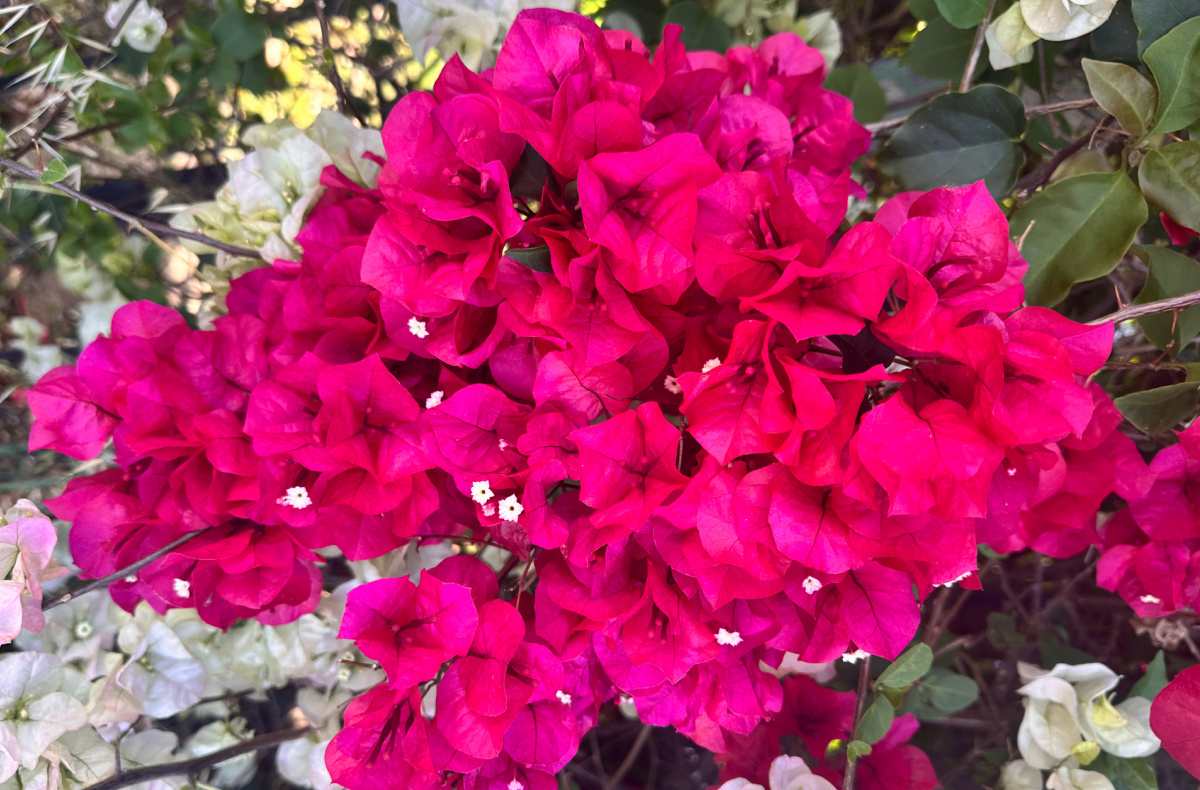 As flores de uma bougainvillea Barbara Karst (Bougainvillea x buttiana 'Barbara Karst') em primeiro plano e as flores de uma bougainvillea Yanis Delight (Bougainvillea glabra Yanis Delight) ao fundo, mostrando como essas duas variedades de perenes com flores pink crescem juntas.