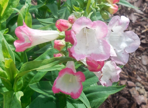 As flores de uma língua de sogra (Penstemon ssp.), mostrando como os botões dessas perenes pink estão agrupados.