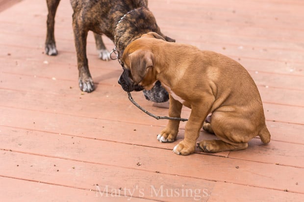 pintura behr deckover mostrada com 2 cães