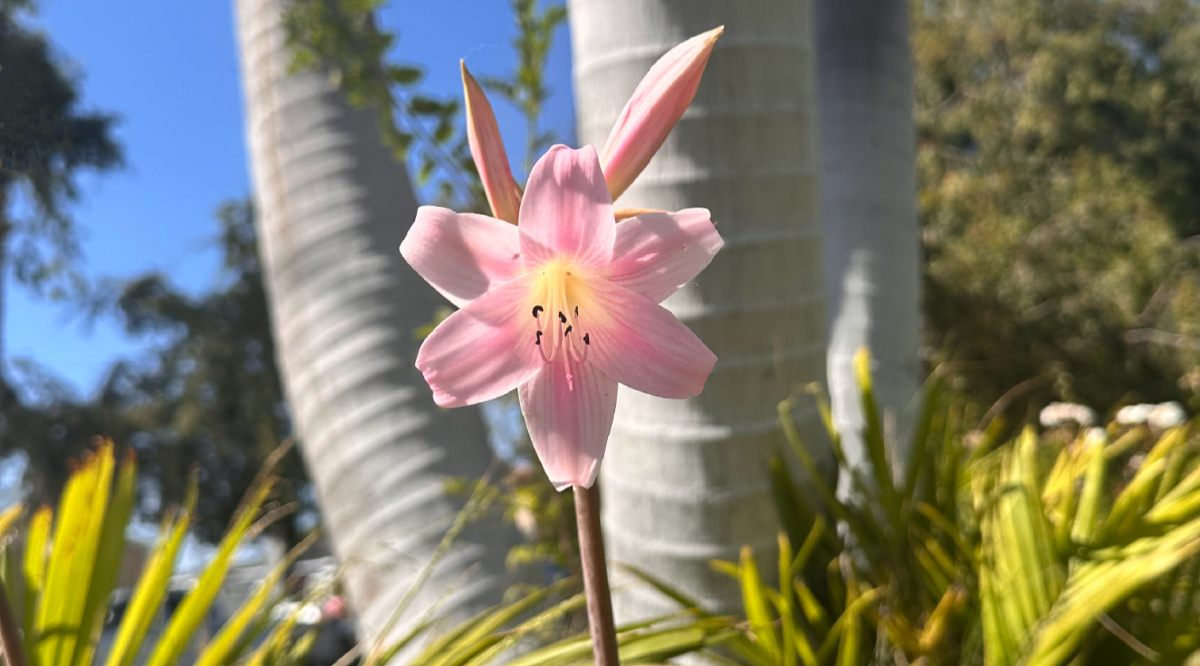 Um talo das altas flores rosa e botões de um lírio Belladona (Amaryllis belladonna) com o tronco de uma palmeira visível ao fundo.