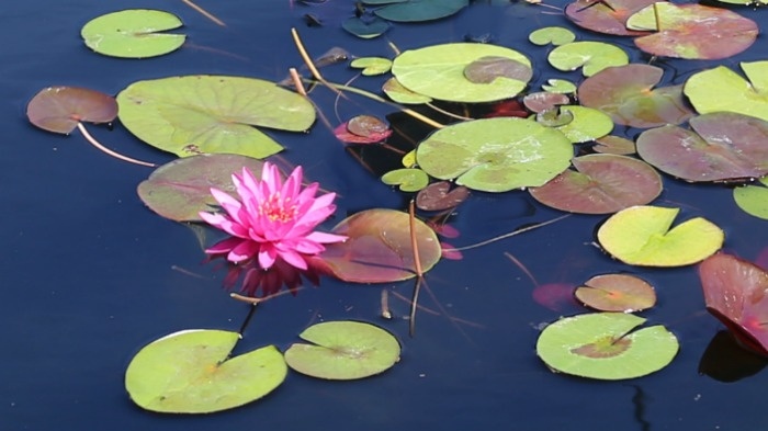 Uma única flor do lírio de água resistente Bernice Ikins (Nymphaea 'Bernice Ikins') e muitas folhas de lírio desta planta com flores rosas flutuando em um lago.