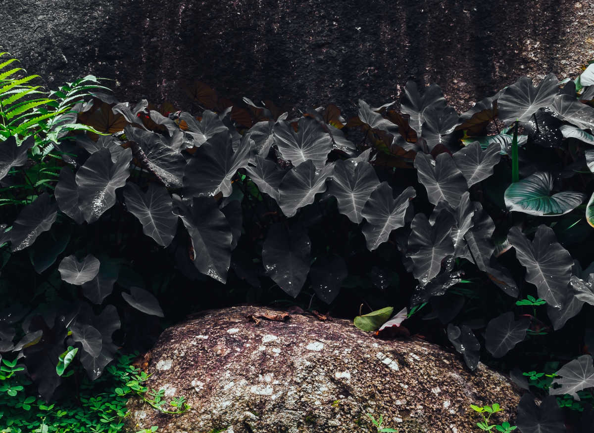 Plantas de elefante-orelha de magia negra crescendo em um jardim.