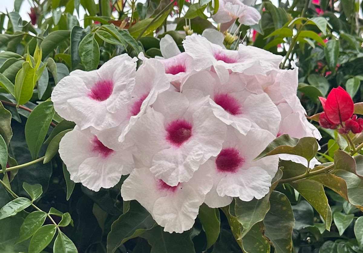 Um aglomerado das flores brancas e rosas de uma videira Bower (Pandorea jasminoides), onde tanto a folhagem quanto as flores das videiras de flores rosas são visíveis.