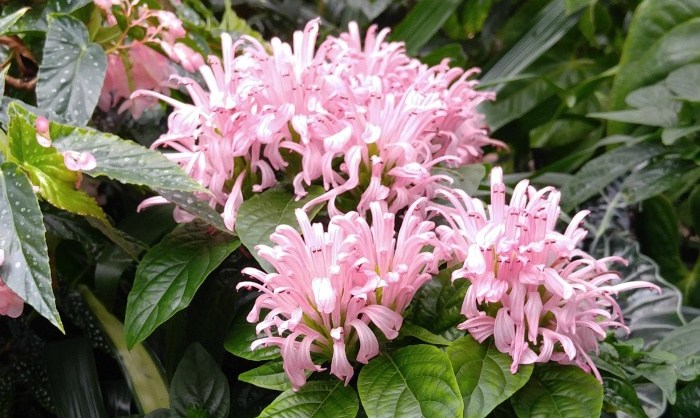 Quatro das bonitas flores rosas de uma flor pluma brasileira (Justicia carnea) e sua folhagem.