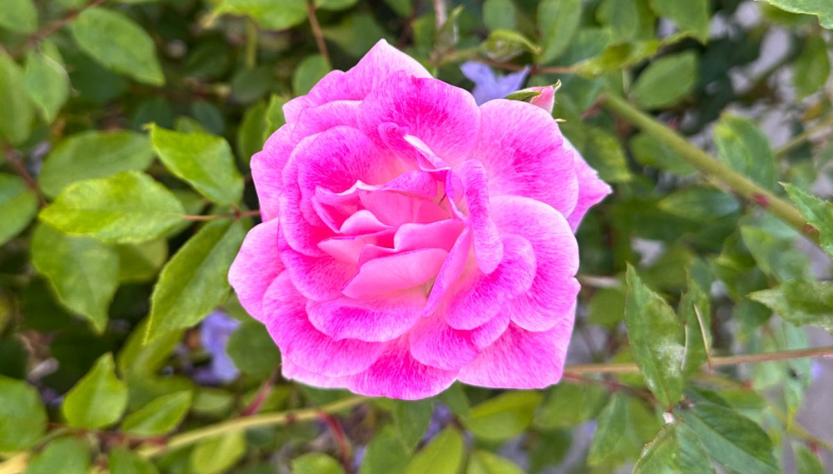 Uma das rosas Brilliant Pink Iceberg floribunda (Rosa PRObril) neste arbusto com flores rosas.