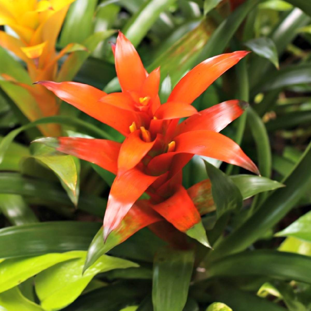 Bromélia Guzmania (Guzmania lingulata 'Scarlet Star') Uma foto de uma bromélia com flor laranja, especificamente a variedade Guzmania lingulata Scarlet Star.