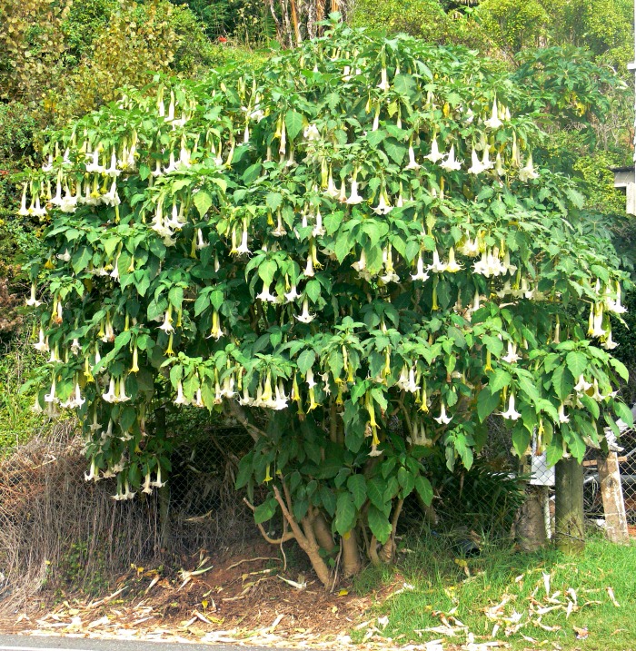 Árvore de Brugmansia arborea