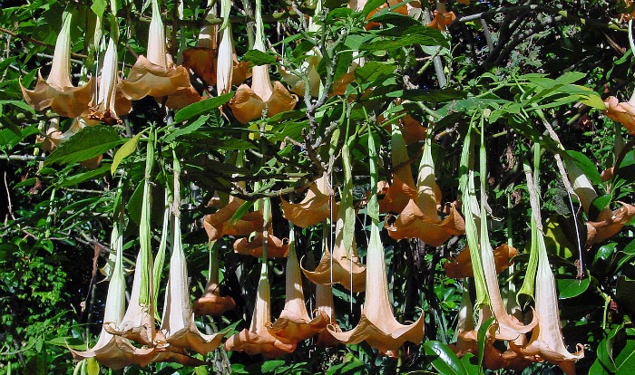 Brugmansia versicolor close-up de flores pendentes.