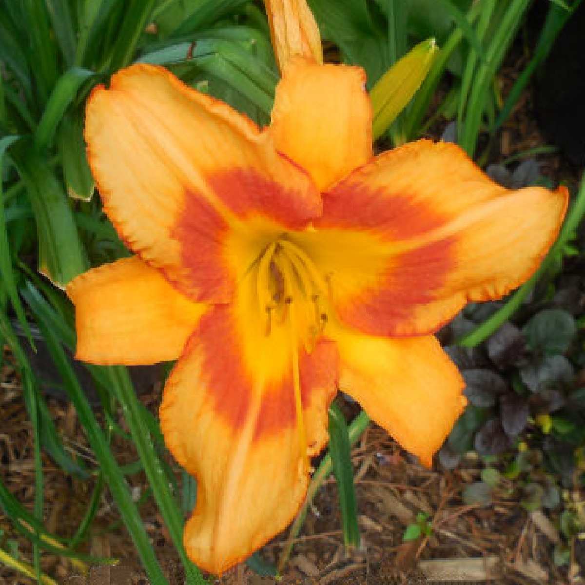 Lírio-de-um-dia Tiger Kitten (Hemerocallis 'Tiger Kitten') Uma foto em close de um lírio-de-um-dia florido laranja, conhecido botanicamente como Hemerocallis Tiger Kitten.