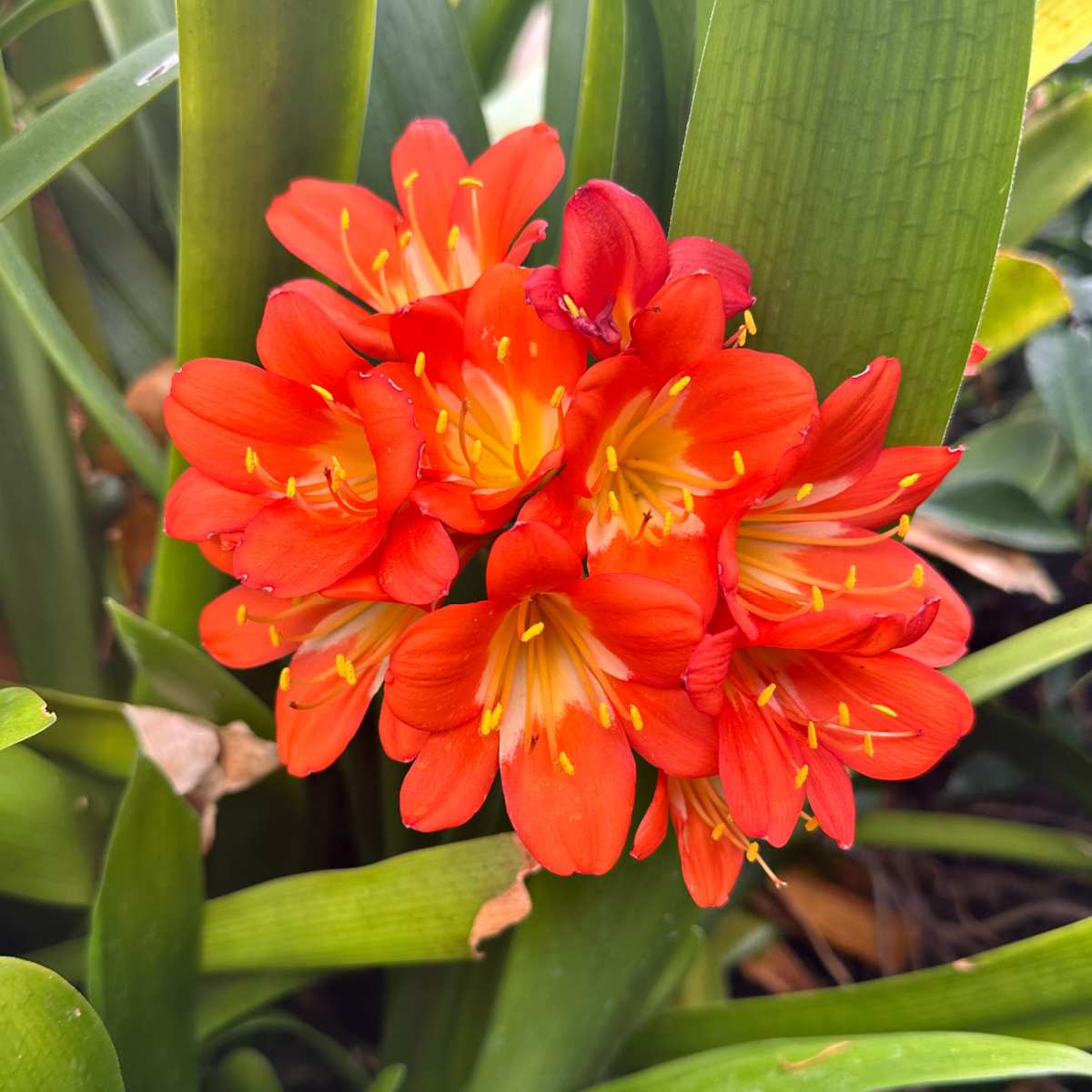 Lírio-de-salão (Clivia miniata) Um cacho de flores de lírio-de-salão e sua folhagem; a variedade específica é Clivia miniata.