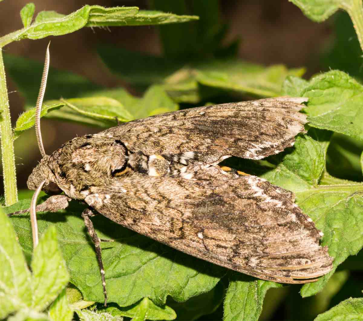 Mariposa do Falcão
