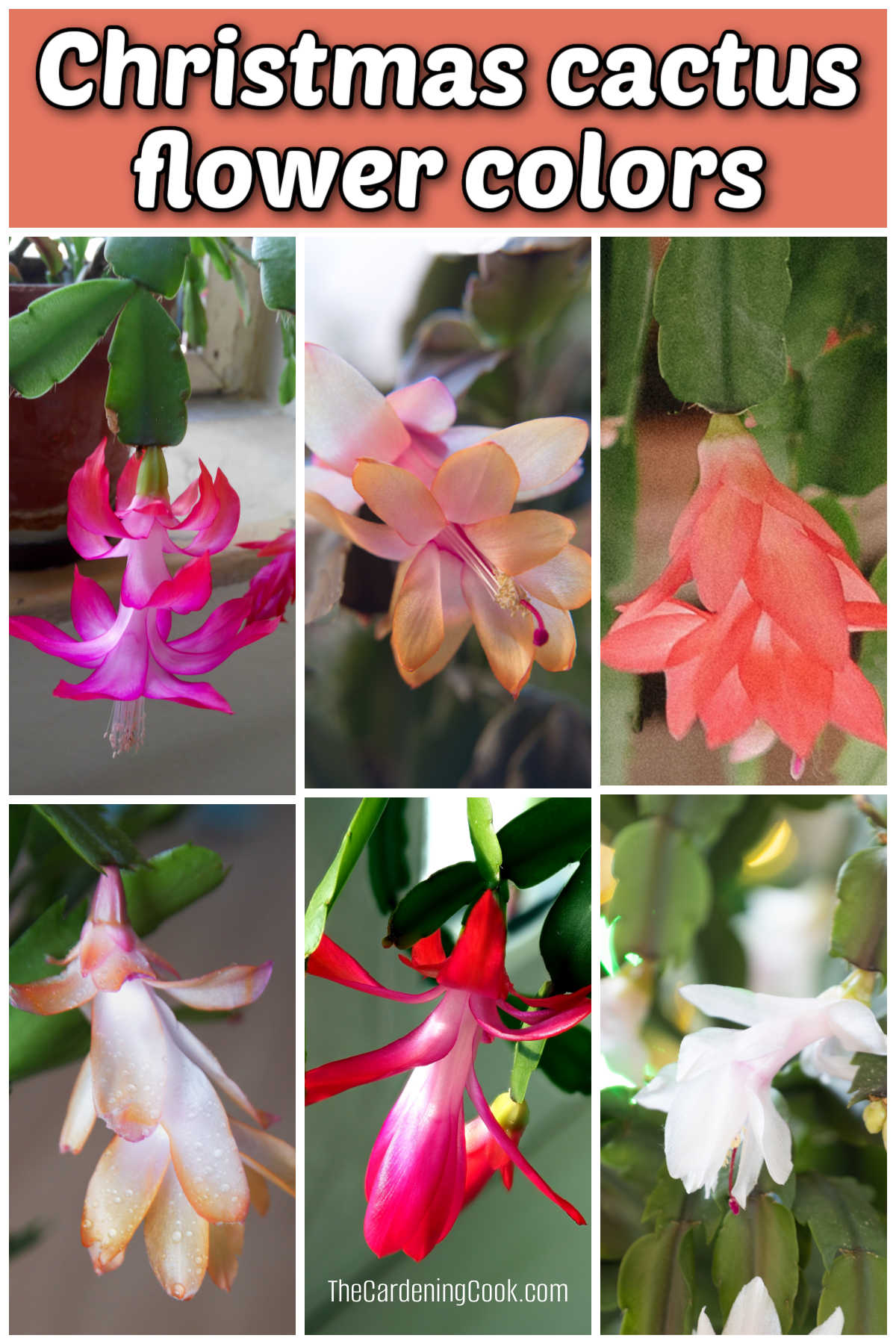 Fotos de seis cores diferentes de flores de cacto-de-Natal em uma colagem com texto sobreposto que diz cores das flores do cacto-de-Natal.