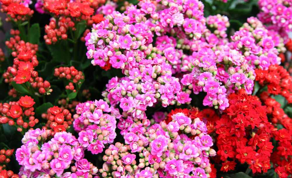 Plantas de Natal Kalanchoe rosas e vermelhas em flor.