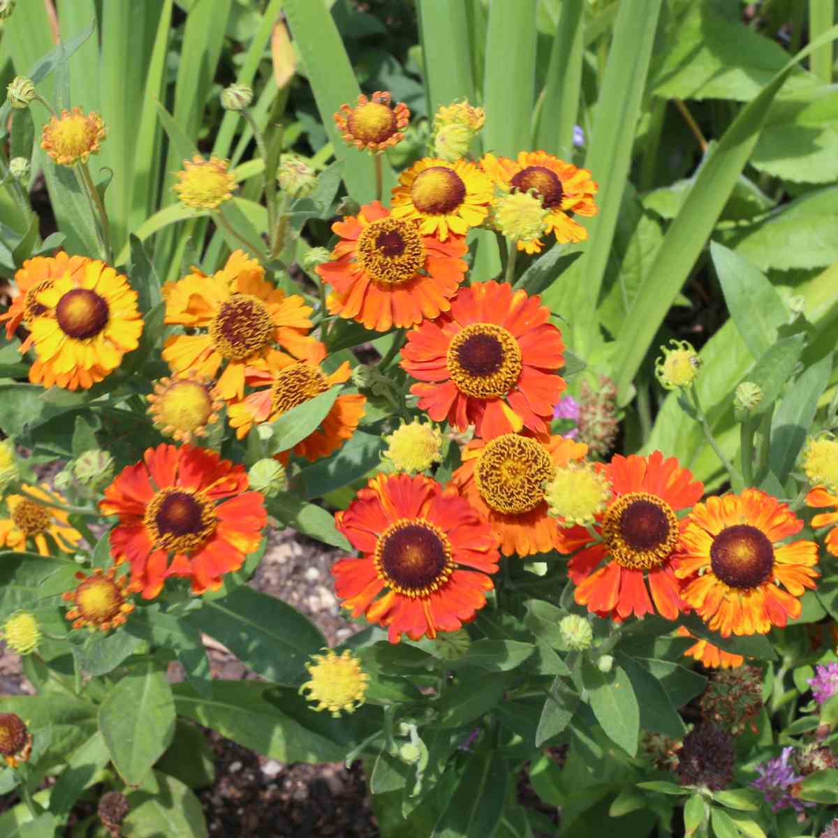 Helenium comum (Helenium autumnale) Um cacho de flores amarelas e laranjas botanicamente conhecidas como Helenium autumnale, também chamadas de helênio comum.