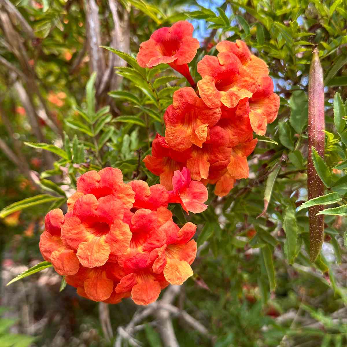 Esperanza Crimson Flare (Tecoma stans 'Crimson Flare Esperanza') Um cacho de flores laranjas de Tecoma stans Crimson Flare Esperanza, com uma vagem de sementes e folhagem também visíveis na foto.