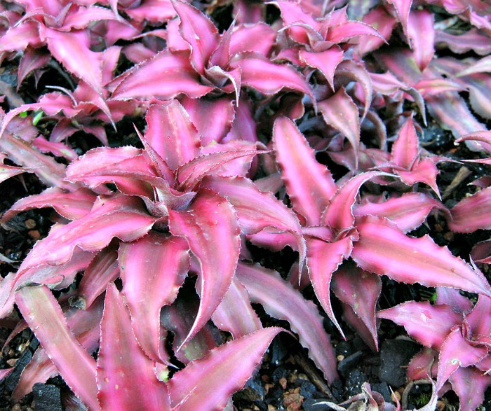 Plantas de Cryptanthus bivittatus em grupo, mostrando as folhas serrilhadas em forma de estrela, com bordas recortadas e listras rosas.
