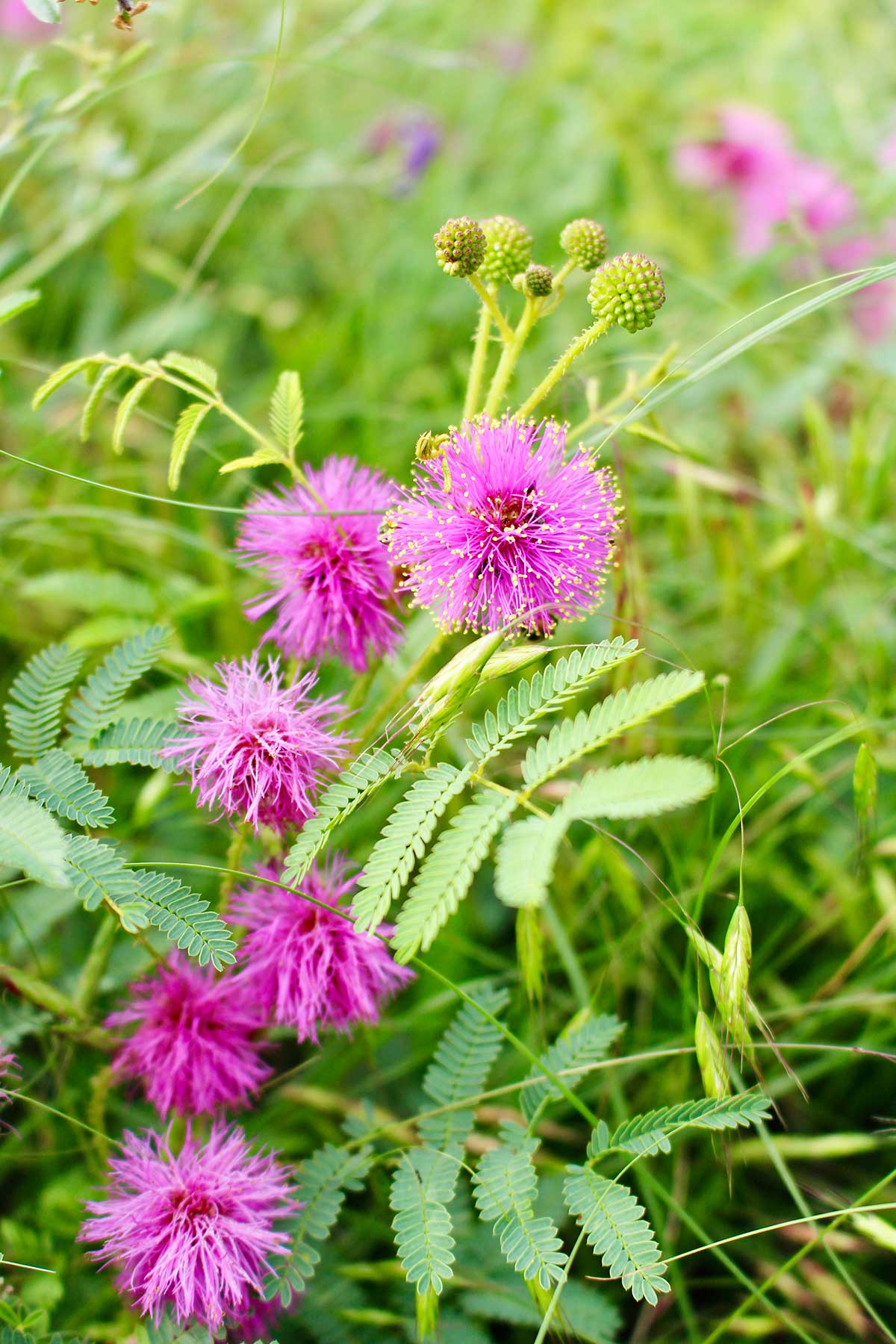 Uma imagem da flor silvestre chamada garrinha de gato, uma flor de cor vermelho-violeta com pequenos pontos amarelos nas pontas de cada pétala.