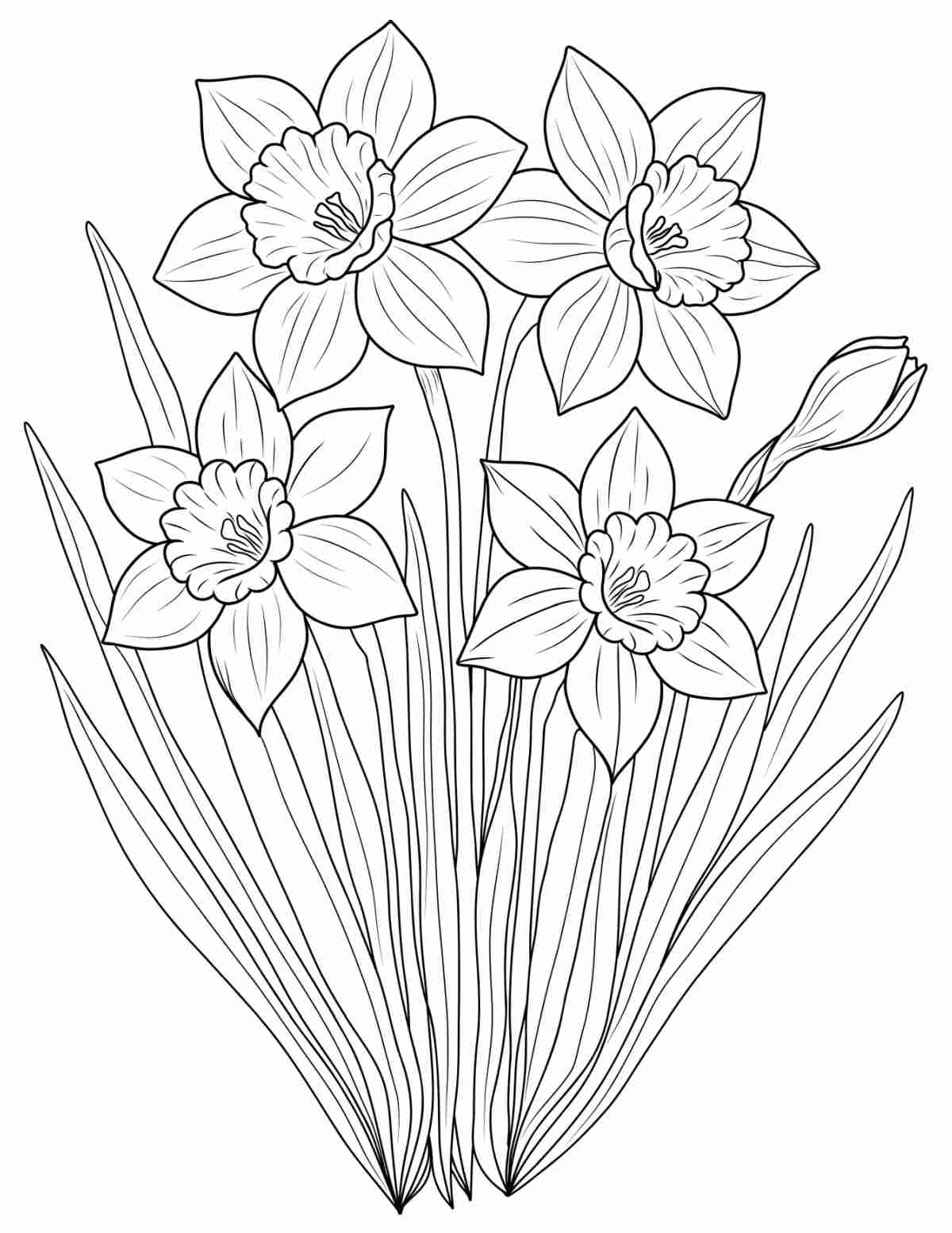 Uma imagem de página para colorir de narcisos para imprimir, com um conjunto de cinco narcisos e suas folhas no centro da folha para colorir.