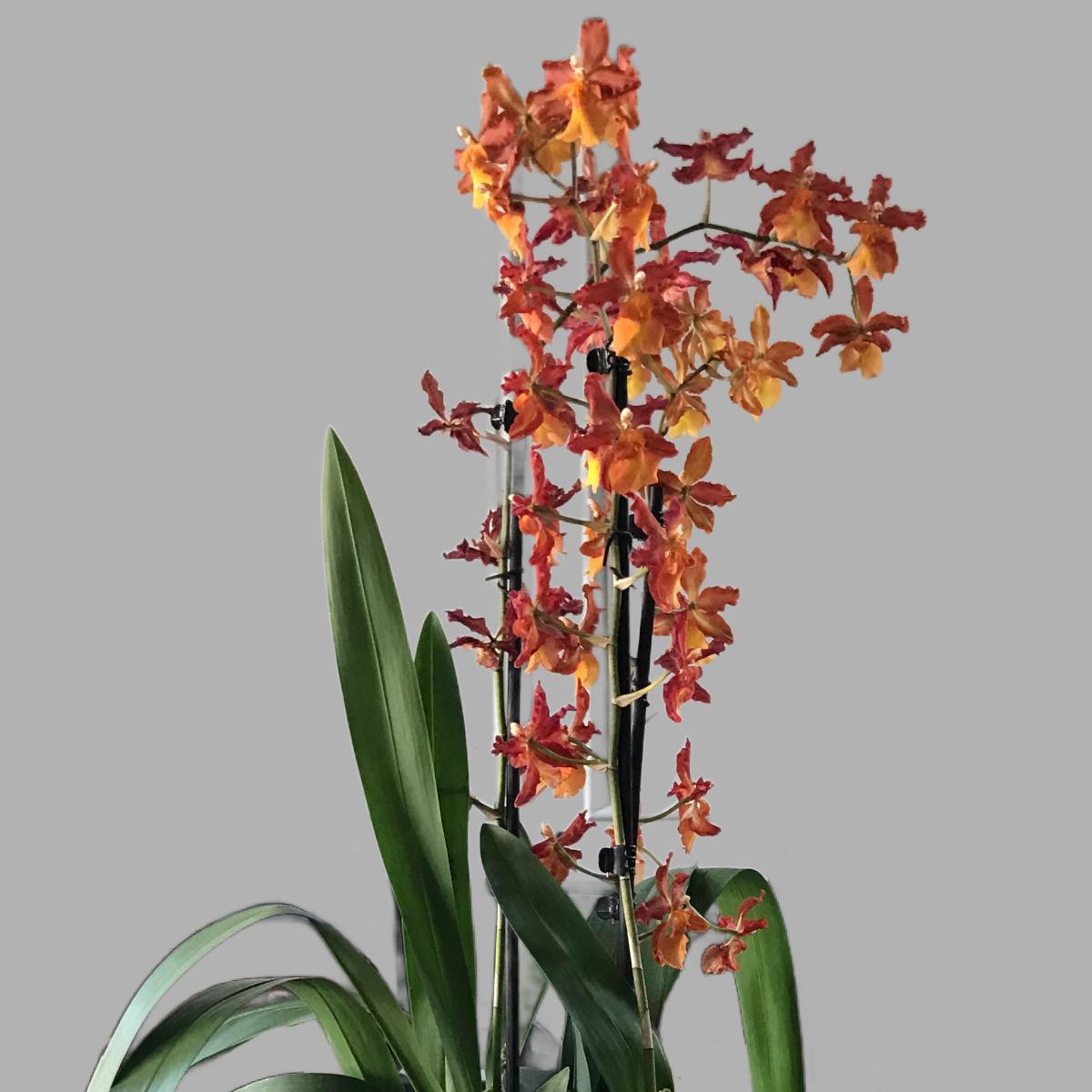 Orquídea-dama-dançante (Orquídea Oncidium) Uma orquídea-dama-dançante de flor laranja da família das orquídeas Oncidium, contra uma parede branca.