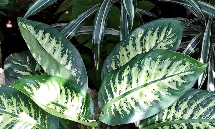 Closeup das folhas de dieffenbachia