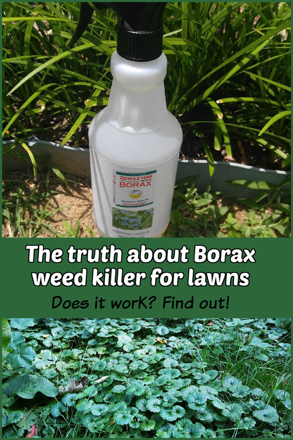 Herbicida com borato em um frasco acima do Charlie rastejante. O texto diz: A verdade sobre o herbicida com borato para gramados.