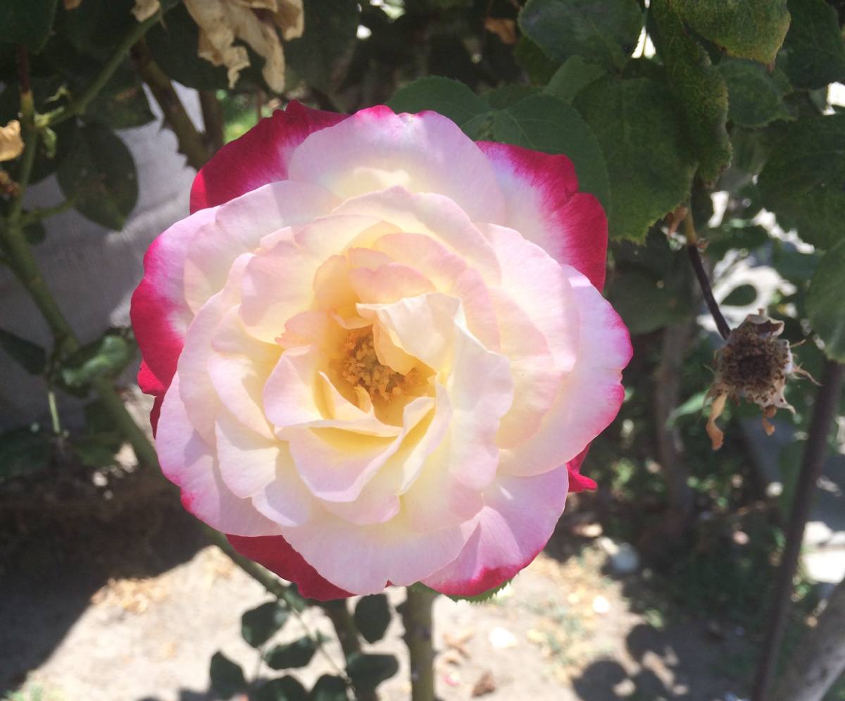 Uma foto aproximada de uma rosa híbrida Double Delight (Rosa 'Double Delight') mostrando suas pétalas externas rosas e suas pétalas internas brancas.