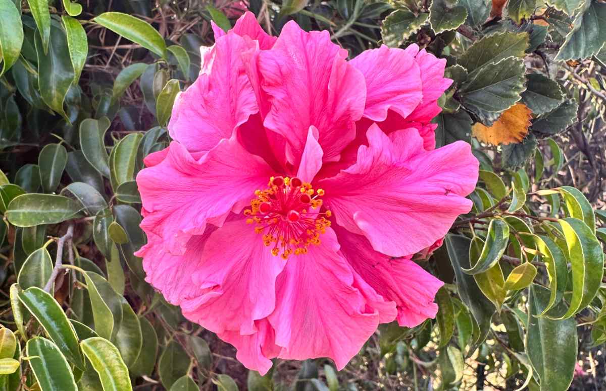 Uma foto de close de um Hibisco Duplo 'pride of hankins white' (rosa-sinensis 'pride of hankins white') mostrando uma de suas flores tropicais duplas de pétalas rosa.