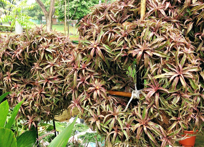 Bromélia Estrela-da-Terra em grupos