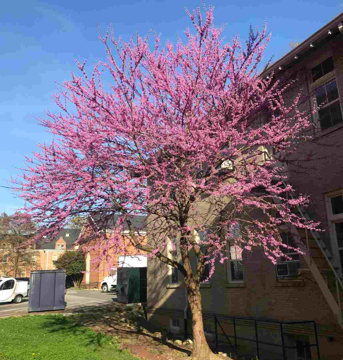 Uma foto de um Eastern Redbud (Cercis canadensis) mostrando esta árvore com flores rosas em frente a um edifício de tijolos, com um pedaço de céu azul claro à sua esquerda.