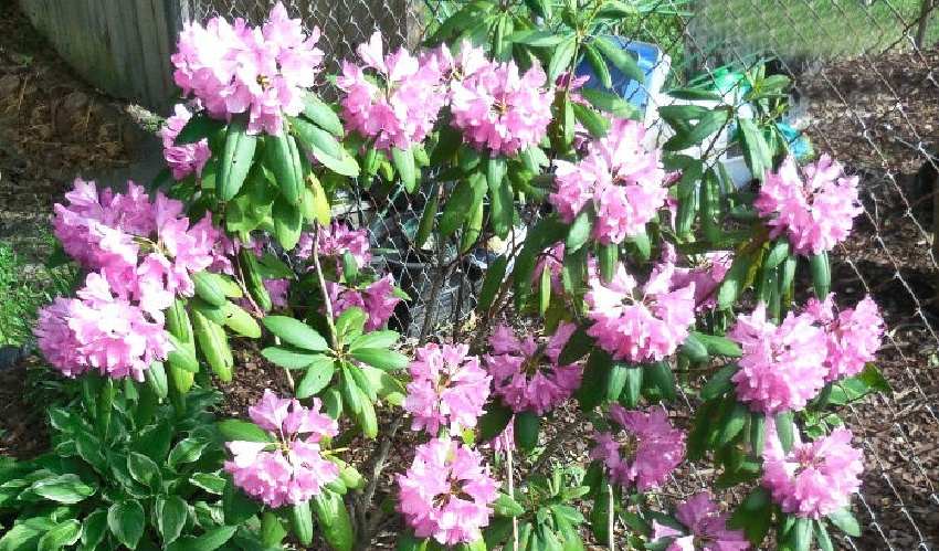 Um Rhododendron English Roseum (Rhododendron 'English Roseum'), com a planta de flores rosas preenchendo toda a imagem.