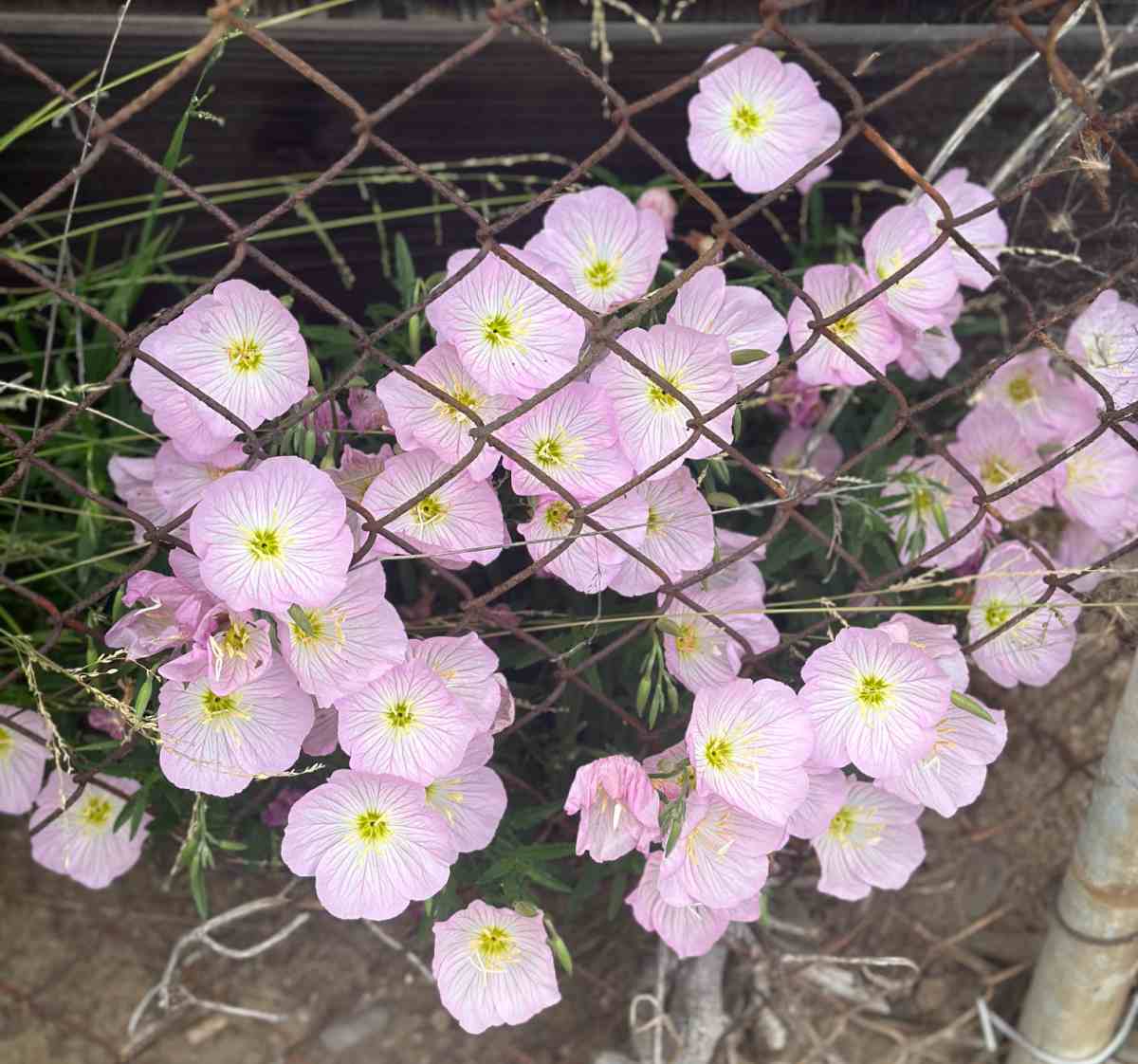 Um grupo de flores rosa claro de uma planta de primavera noturna (Oenothera speciosa) surgindo através de uma cerca de arame.