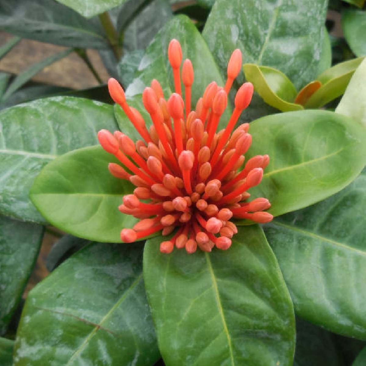 Chama-dos-bosques (Ixora coccinea) Uma imagem em close dos botões laranjas e da folhagem verde de uma planta chama-dos-bosques, conhecida botanicamente como Ixora coccinea.