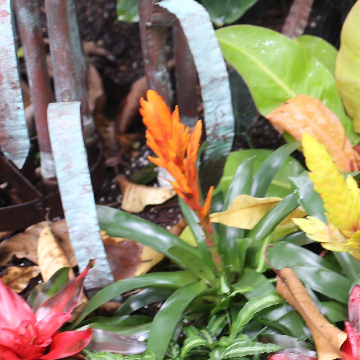 Bromélia espada-de-fogo (Vriesea ssp.) Uma bromélia espada-de-fogo Vriesea laranja cercada por outras folhagens tropicais, incluindo uma espada-de-fogo amarela e uma bromélia Guzmania vermelha.