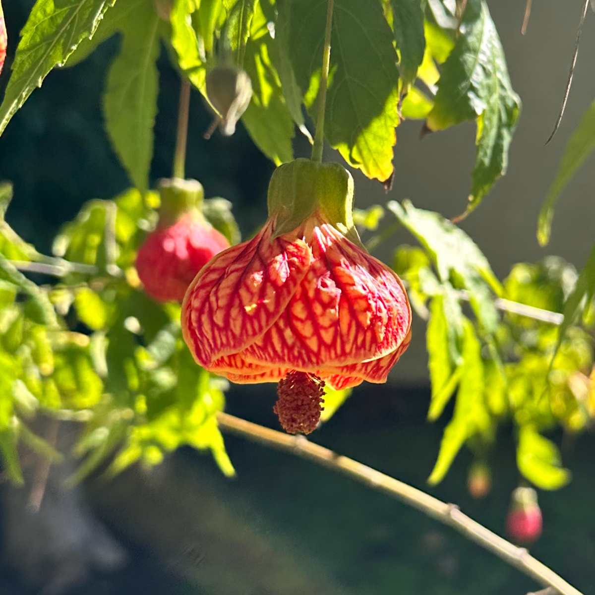Árvore-abutilon (Abutilon pictum) Uma foto em close de uma flor com pétalas laranjas e veias vermelhas pertencente ao arbusto árvore-abutilon, conhecida botanicamente como Abutilon pictum.