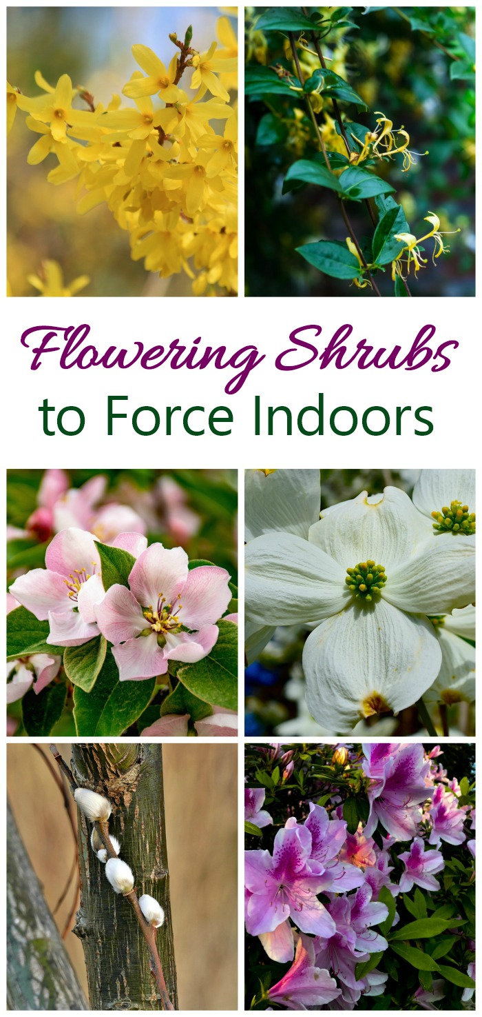 Flores de forsítia, madressilvas, marmelo, corniso, salgueiro e azaleias. Texto diz Arbustos Floridos para Forçar Dentro de Casa