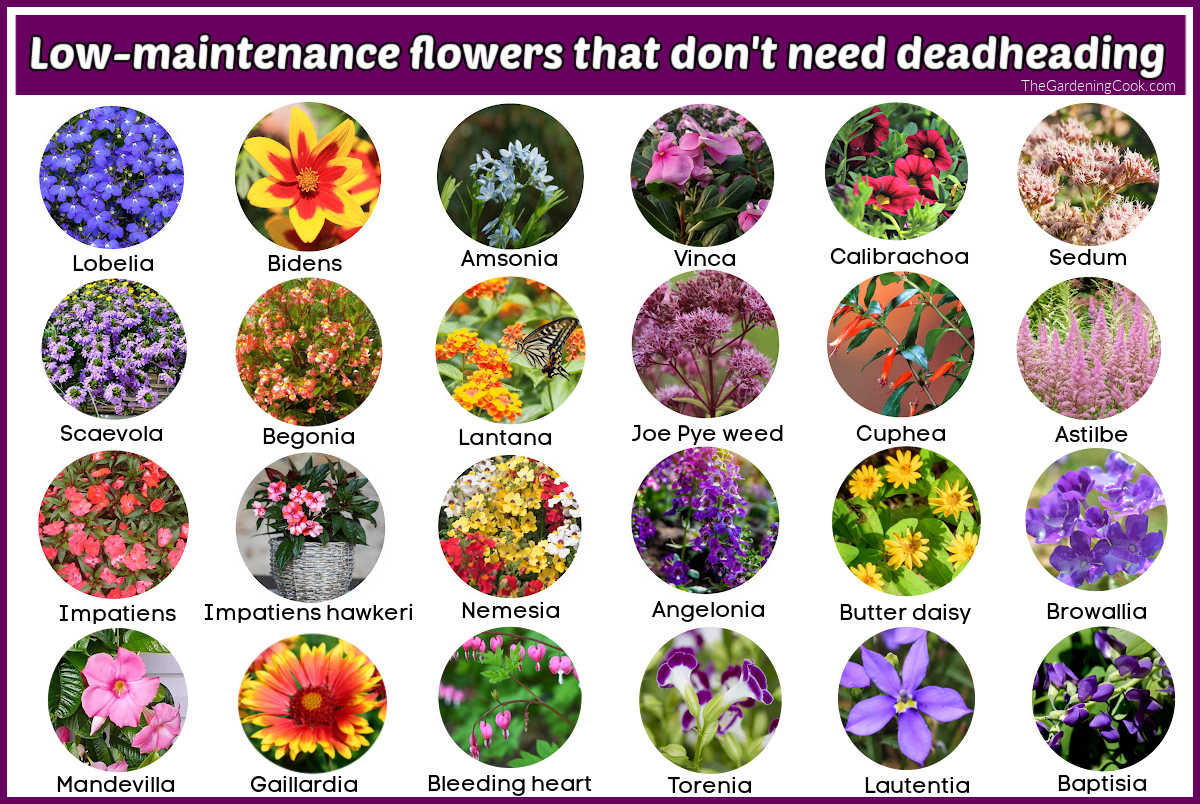 Fileiras de círculos com fotos de flores. A caixa de texto roxa diz Flores de baixa manutenção que não precisam de deadheading.