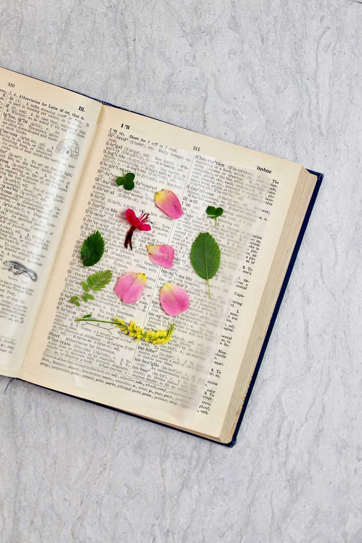 Dicionário aberto com papel manteiga e flores e folhas secas.