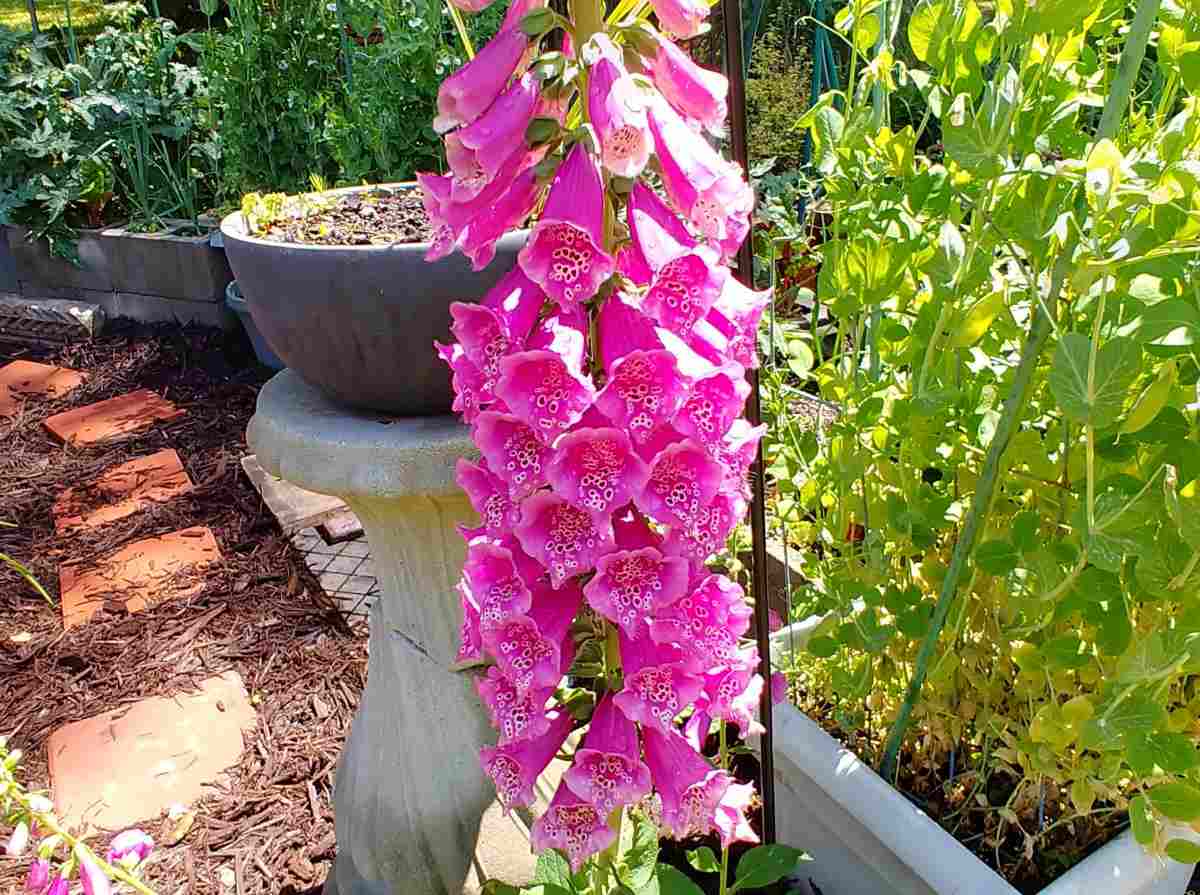 Um grande talo de uma planta de dedaleira rosa (Digitalis purpurea) em um jardim, com um bebedouro para pássaros e um vaso de tomate ao fundo.