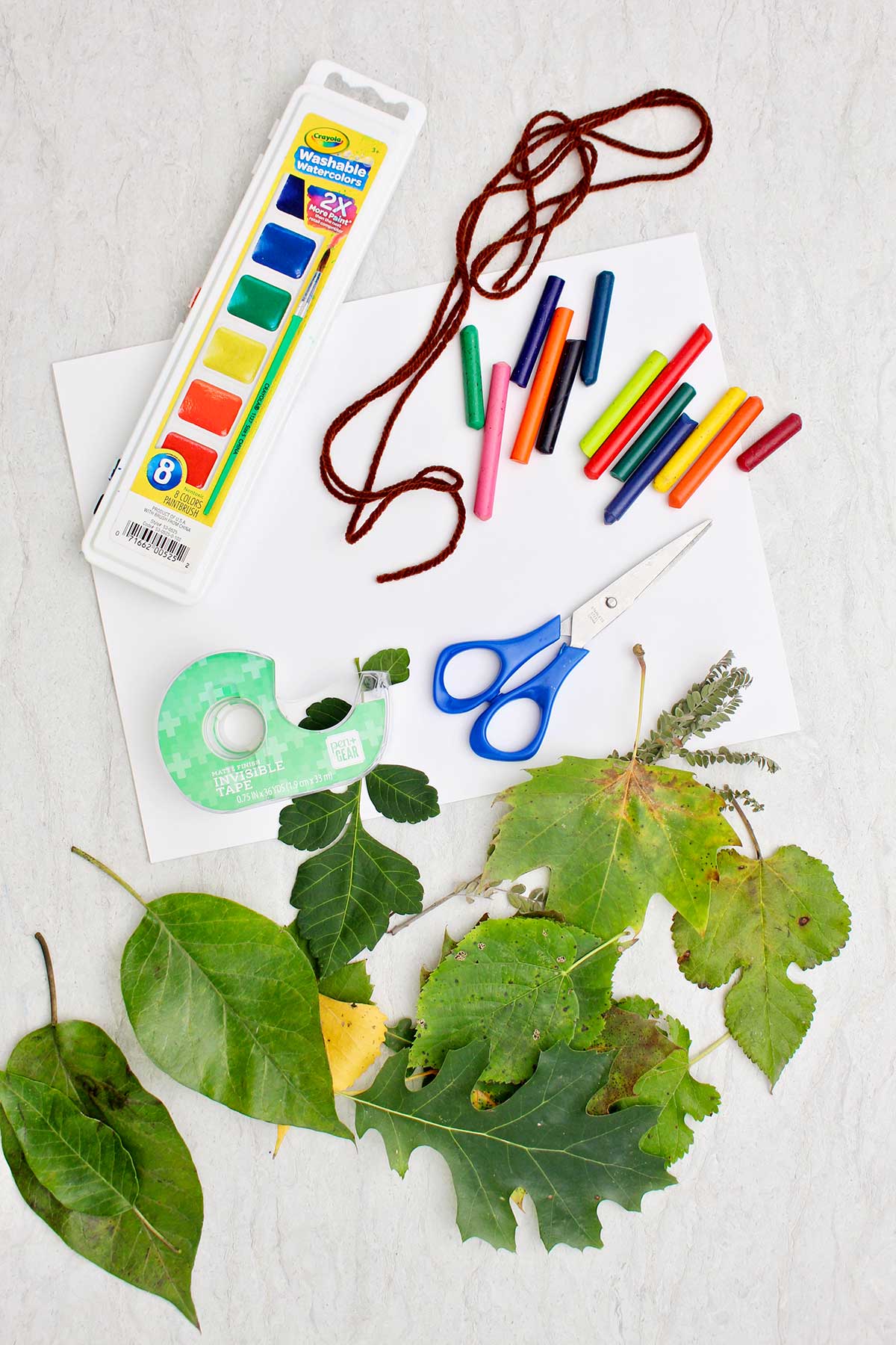 Folhas frescas de diferentes formatos, fita, papel, tesoura, aquarelas e giz de cera.