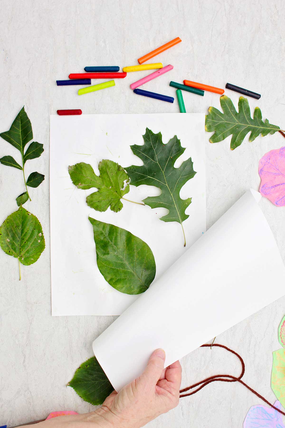Uma pessoa colocando uma folha de papel branco sobre três folhas diferentes para impressões de folhas.