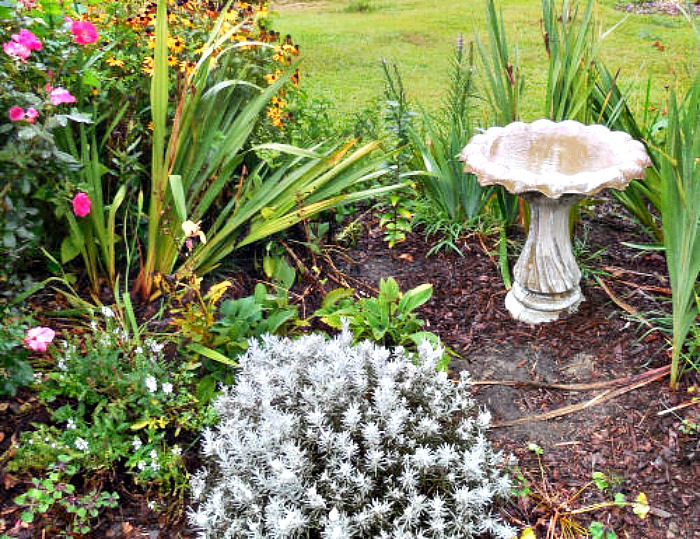 Um bebedouro de pássaros de cimento limpo em um canteiro de jardim, cercado por rosas, folhas de íris e coberturas vegetais suculentas.