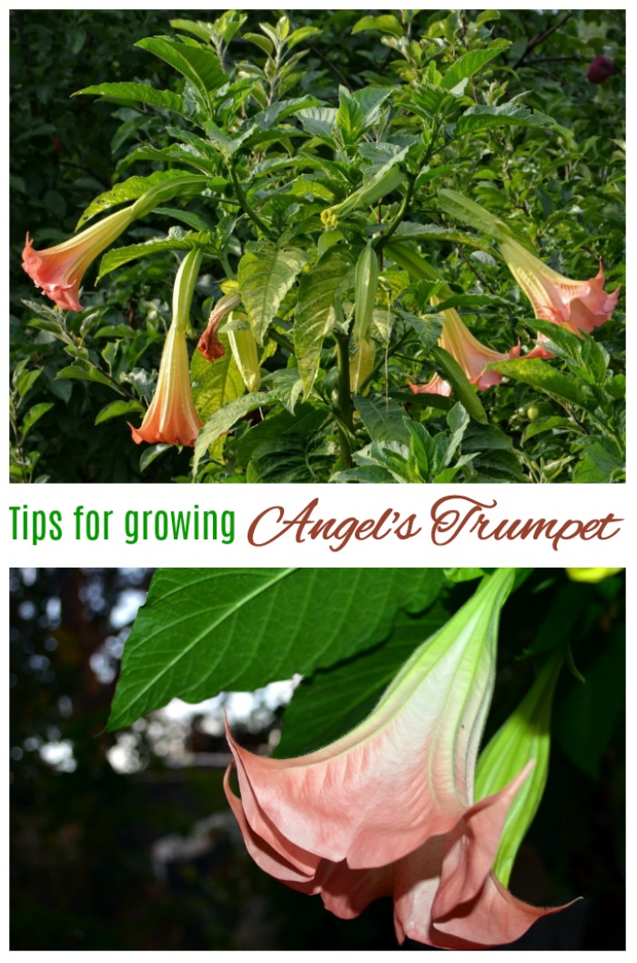 Uma colagem com fotos das flores de Brugmansia. Caixa de texto diz dicas para cultivar a trombeta dos anjos.