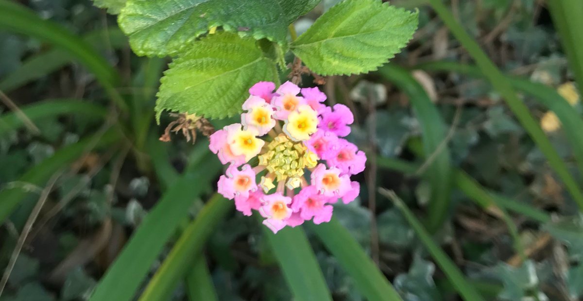 Uma foto em close de uma flor amarela e rosa de uma planta Lantana Ham e Ovos (Lantana camara 'Ham and Eggs') com folhagem ao fundo.