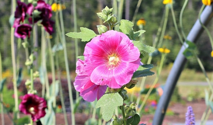 Uma Malva (Alcea rosea) com flores em um tom profundo de bordô ao fundo, e um caule de flores rosas plantadas à frente.