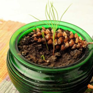 Brotos crescendo de um pote de vidro verde sentado sobre uma toalha quadriculada.