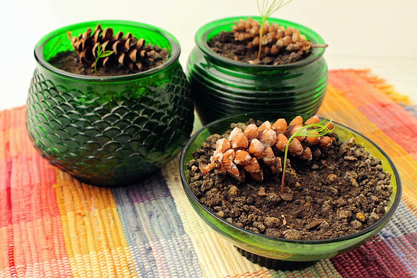 Três árvores completadas e brotando com corcundas de pinheiro em potes de vidro verde descansando sobre uma toalha quadriculada.
