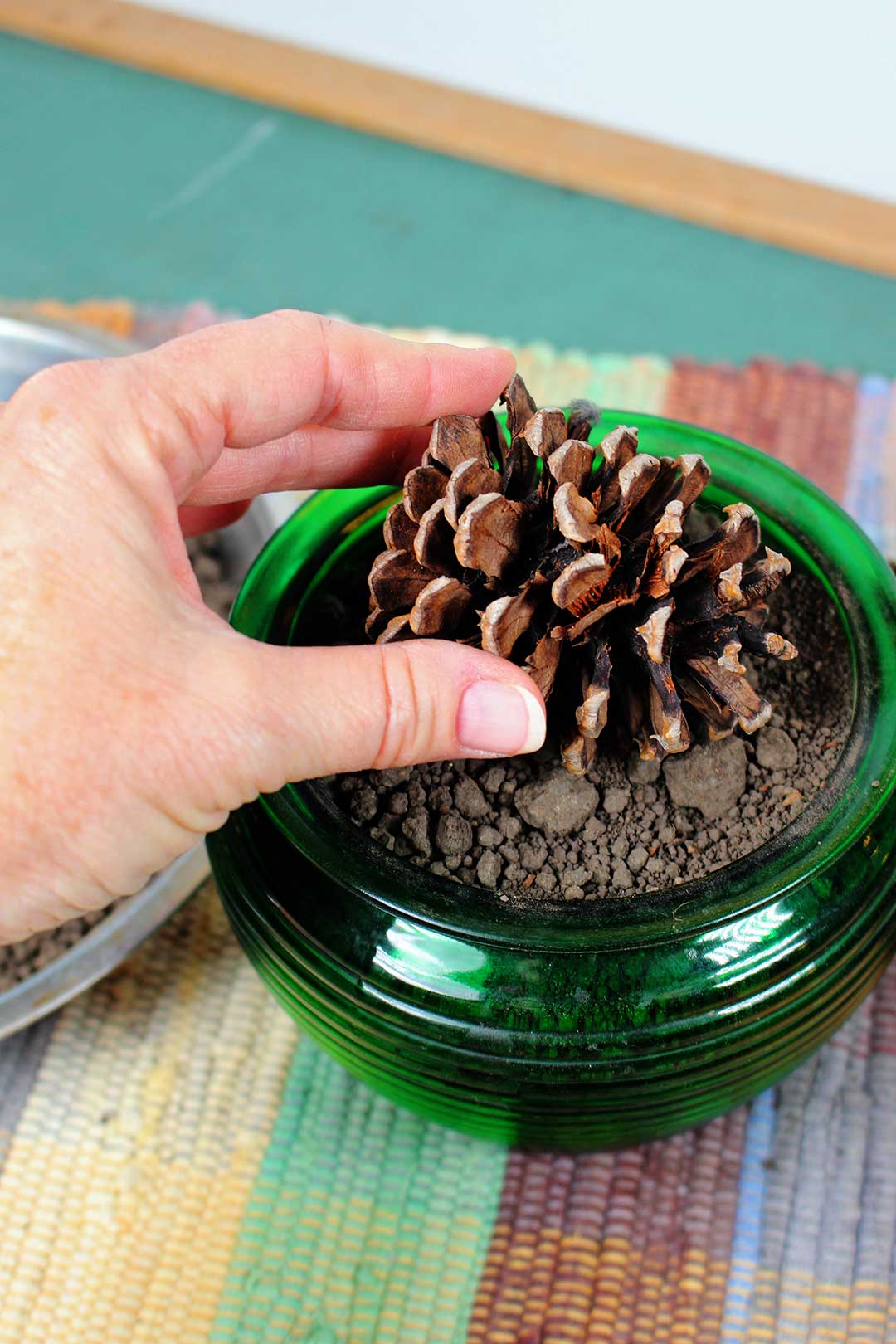 Mão colocando uma corcunda de pinheiro na terra em pote de vidro verde.
