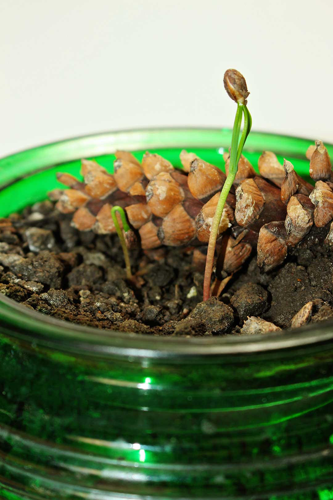 Visão aproximada de um broto crescendo em um pote de vidro verde.
