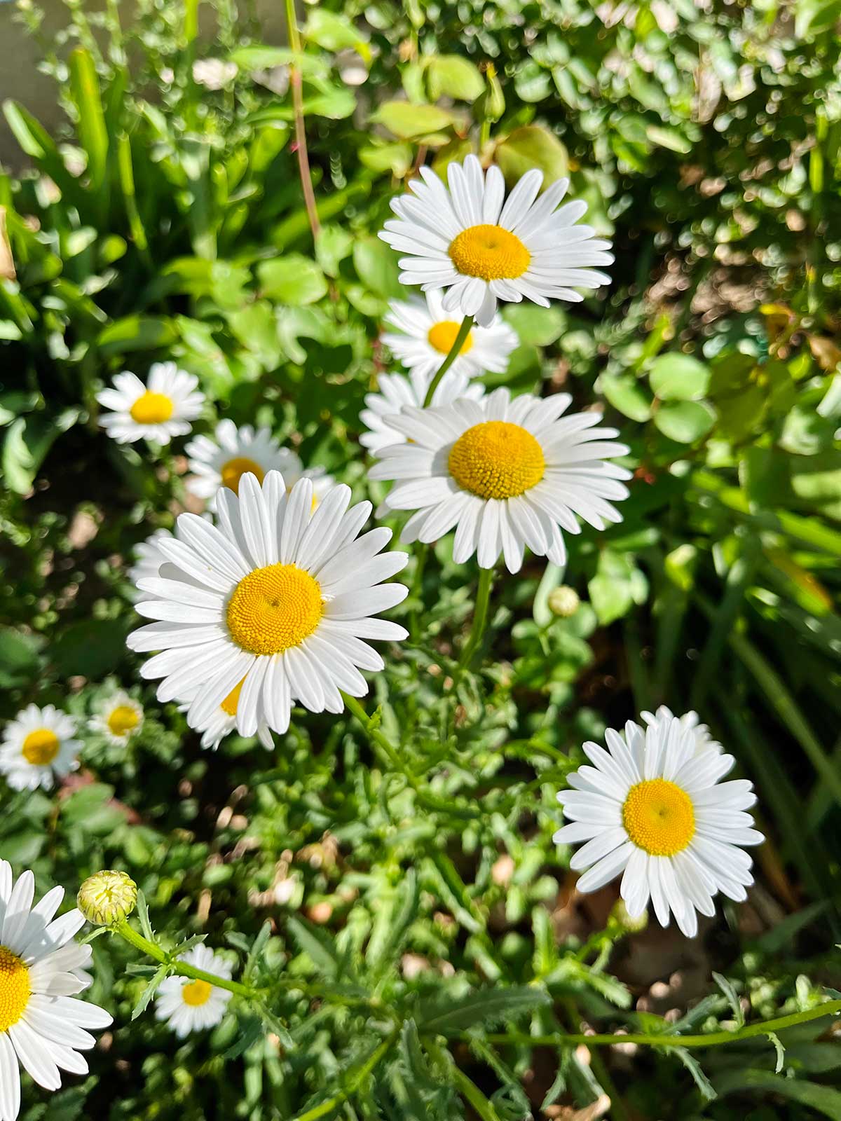 Margaridas brancas selvagens com centros amarelos do lado de fora.
