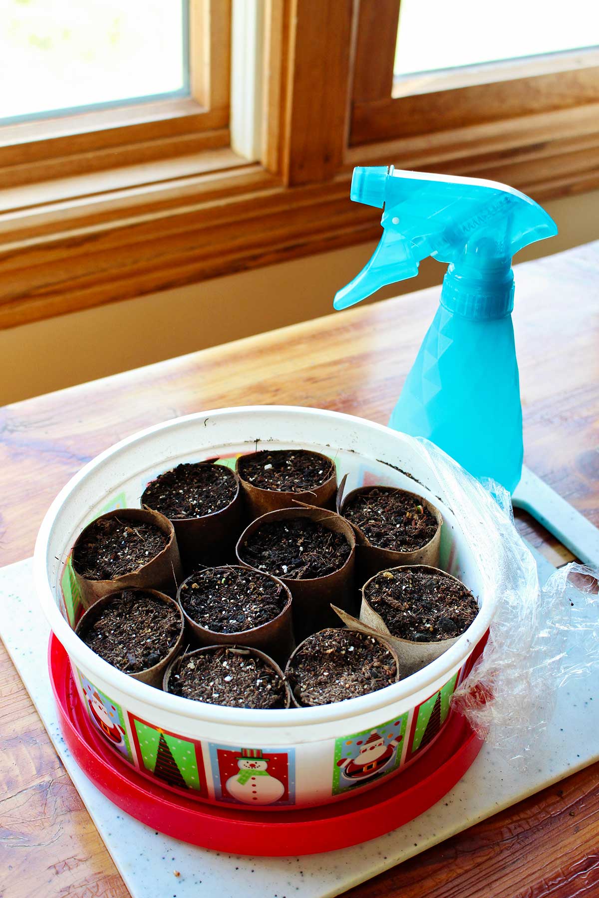 Um recipiente plástico com iniciadores de sementes em tubos de papel toalha ao lado de uma janela com um spray azul por perto.